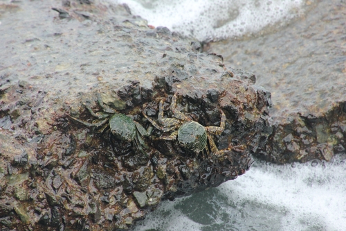 Mottled Lightfoot Crab
