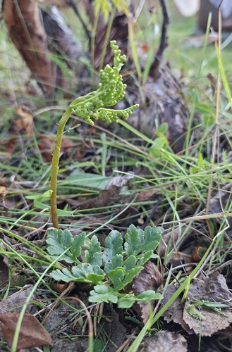 leathery grapefern