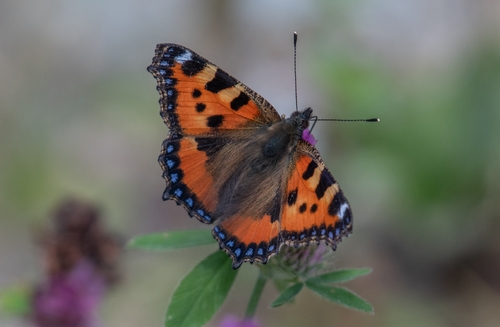Small Tortoiseshell