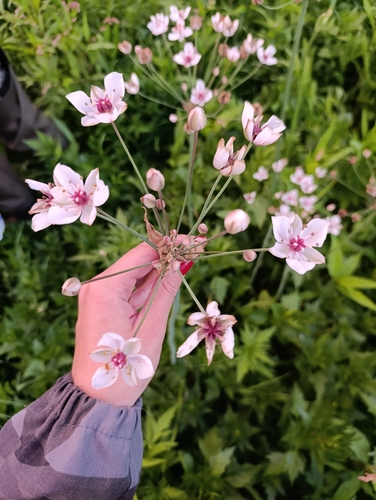 Flowering-rush