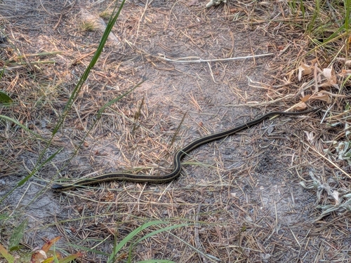 Valley Garter Snake