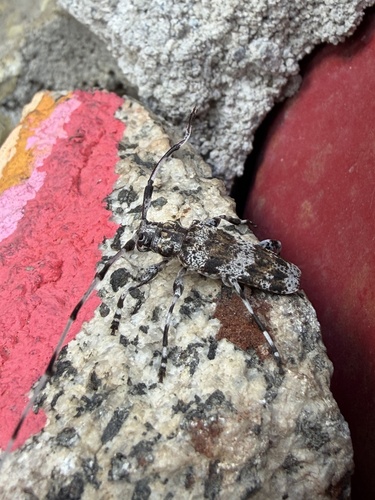 iNaturalist observation photo of Ponderosa Pine Bark Borer