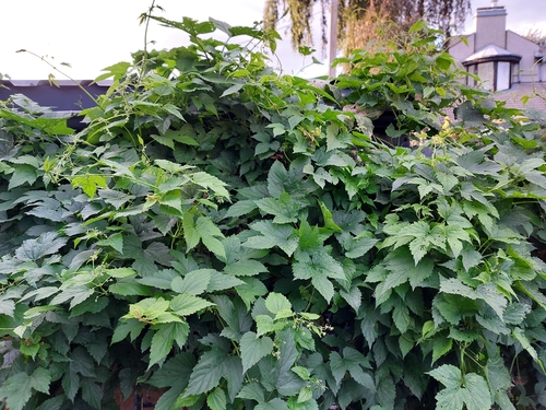 common hops