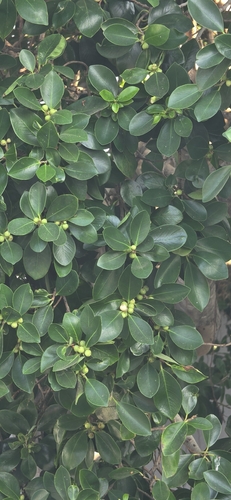 Chinese banyan
