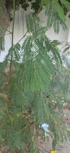 White leadtree
