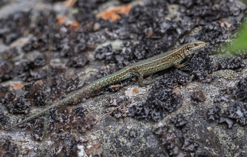 Viviparous Lizard