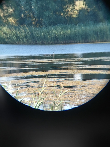 Great Crested Grebe