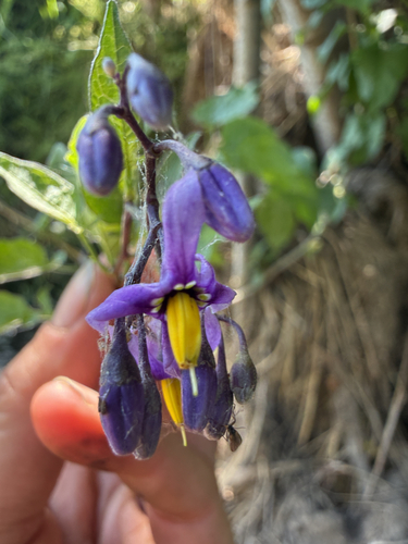 bittersweet nightshade