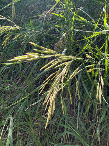 Smooth Brome
