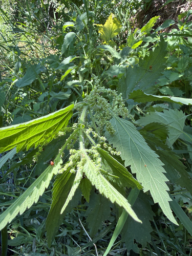 slender stinging nettle