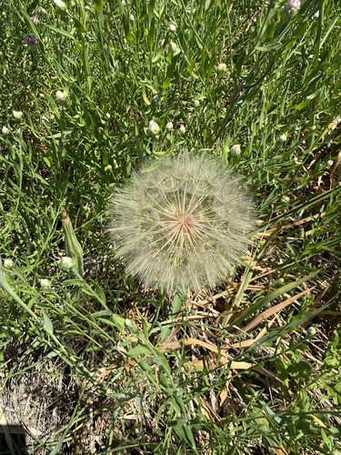 Yellow Salsify