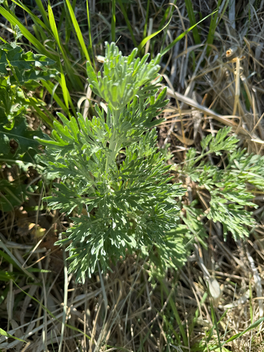 absinthe wormwood