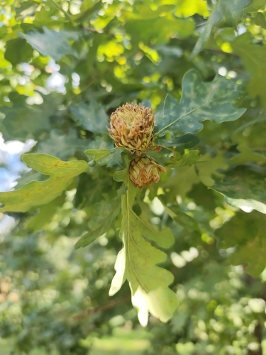 Oak Artichoke Gall Wasp