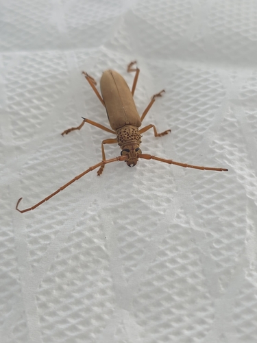 Susuacanga octoguttata