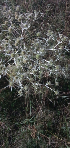 Field Eryngo