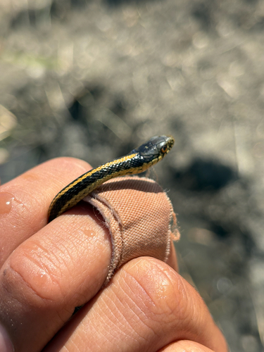 iNaturalist observation photo of Diablo Range Garter Snake