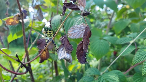 Wasp Spider