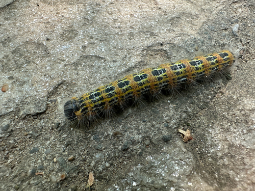 Buff-tip