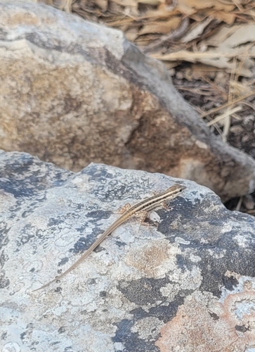 Snake-eyed Lizard