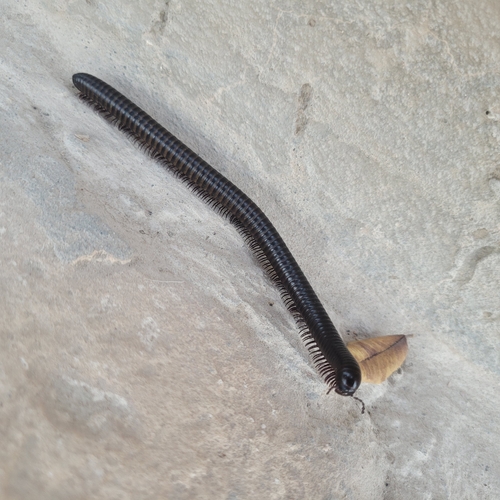 Archispirostreptus syriacus