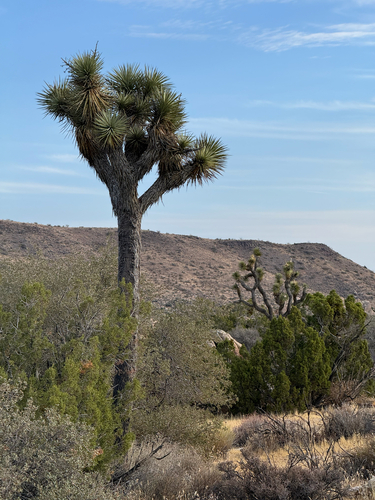 iNaturalist observation photo of Western Joshua Tree
