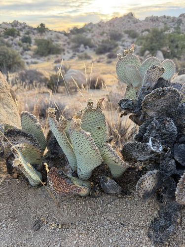 iNaturalist observation photo of Beavertail Pricklypear