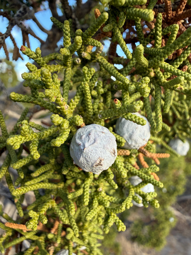 iNaturalist observation photo of California juniper