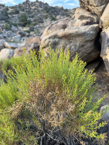 iNaturalist observation photo of Green Rabbitbrush