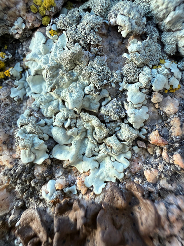 iNaturalist observation photo of Common Lichens