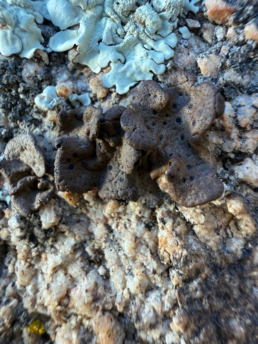 iNaturalist observation photo of Emery Rocktripe Lichen