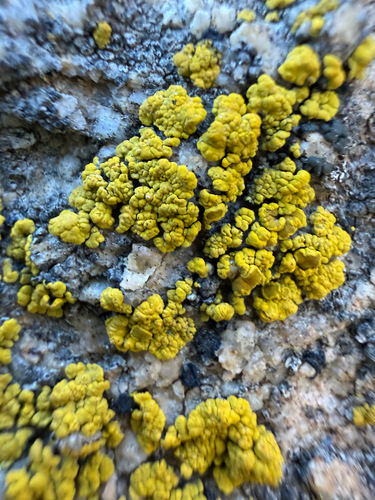 iNaturalist observation photo of Goldspeck Lichens