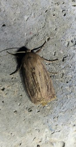 Bulrush Wainscot