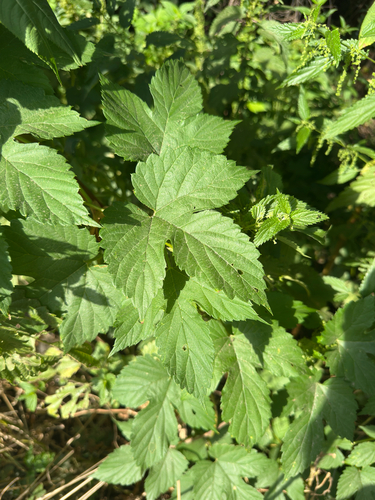 common hops