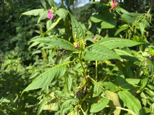 Himalayan balsam