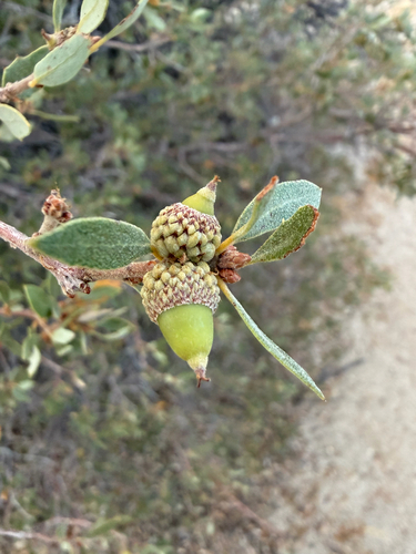 iNaturalist observation photo of Muller's oak