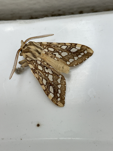 iNaturalist observation photo of Silver-spotted Tiger Moth