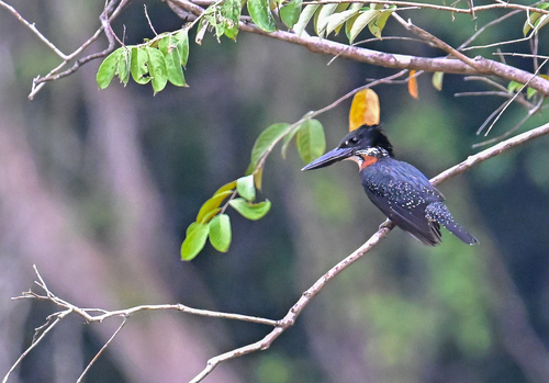 Giant Kingfisher
