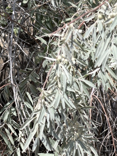 Russian olive