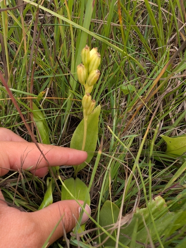 fen orchid