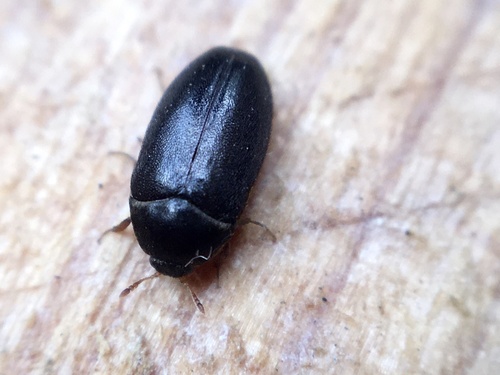 Insect of the Month: Black Carpet Beetle (Attagenus unicolor) — Insects  Limited — Insects Limited