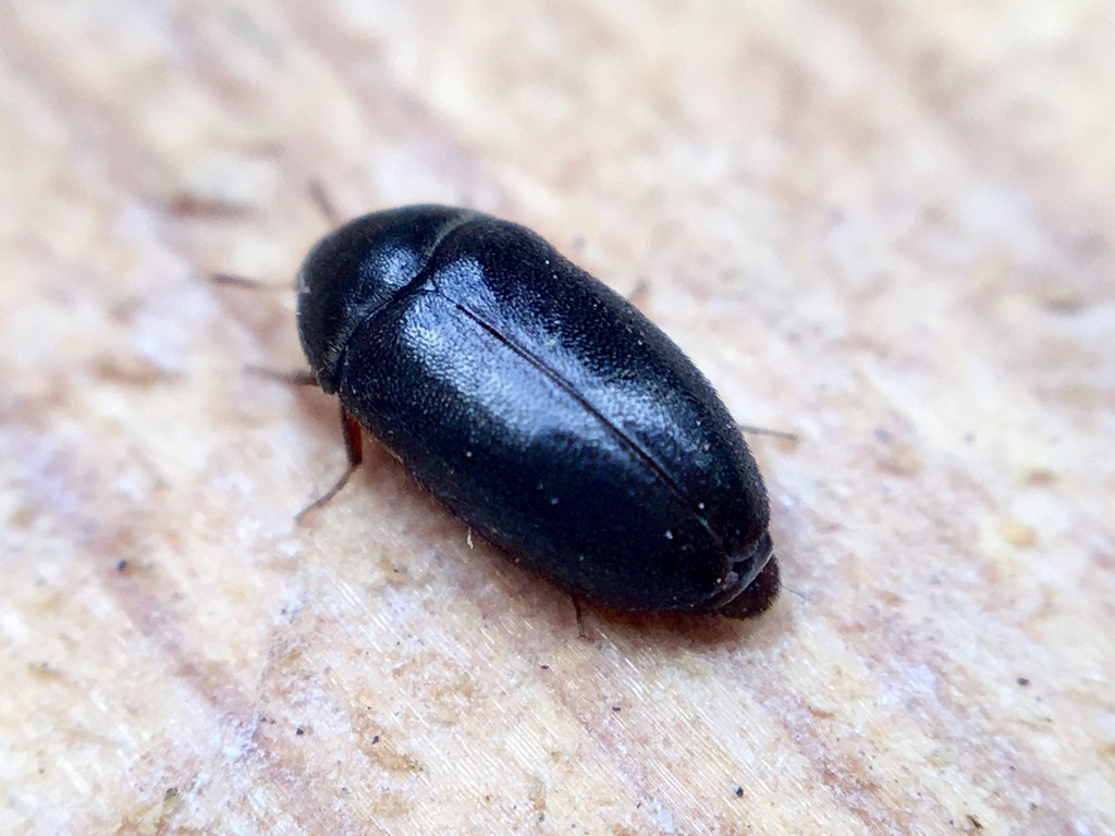 black carpet beetle - Attagenus unicolor (Brahm)