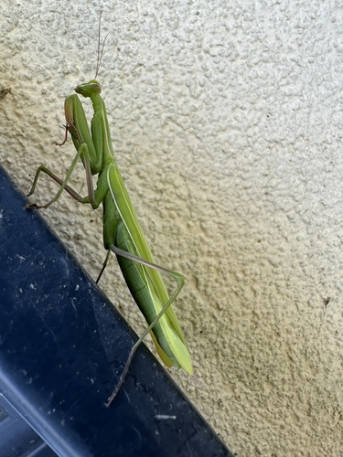 European Mantis