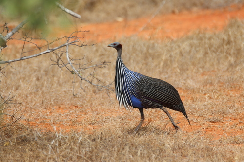 Vulturine Guineafowl
