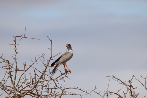 Eastern Chanting-Goshawk