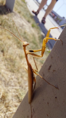 European Mantis