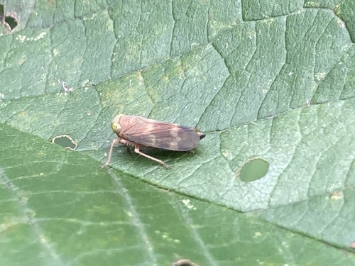 Coppery Leafhopper