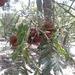 Acacia mearnsii
