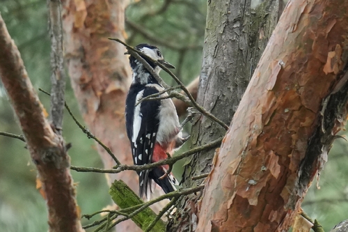 Great Spotted Woodpecker