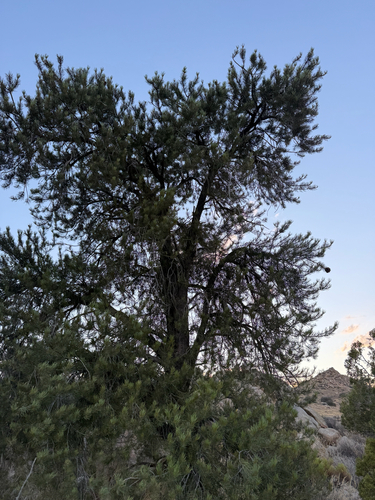 iNaturalist observation photo of singleleaf pinyon