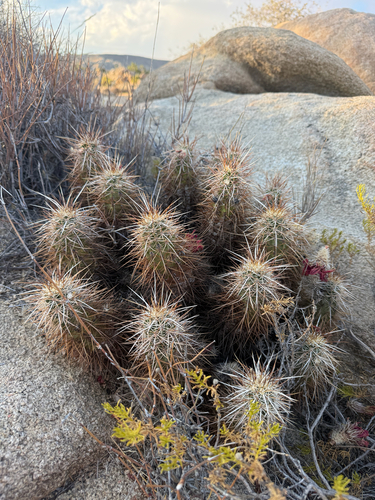 iNaturalist observation photo of Echinocereus engelmannii engelmannii